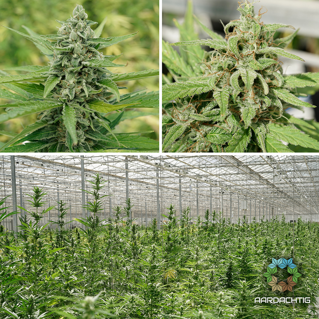 Aardachtig autoflower by Dutch passion